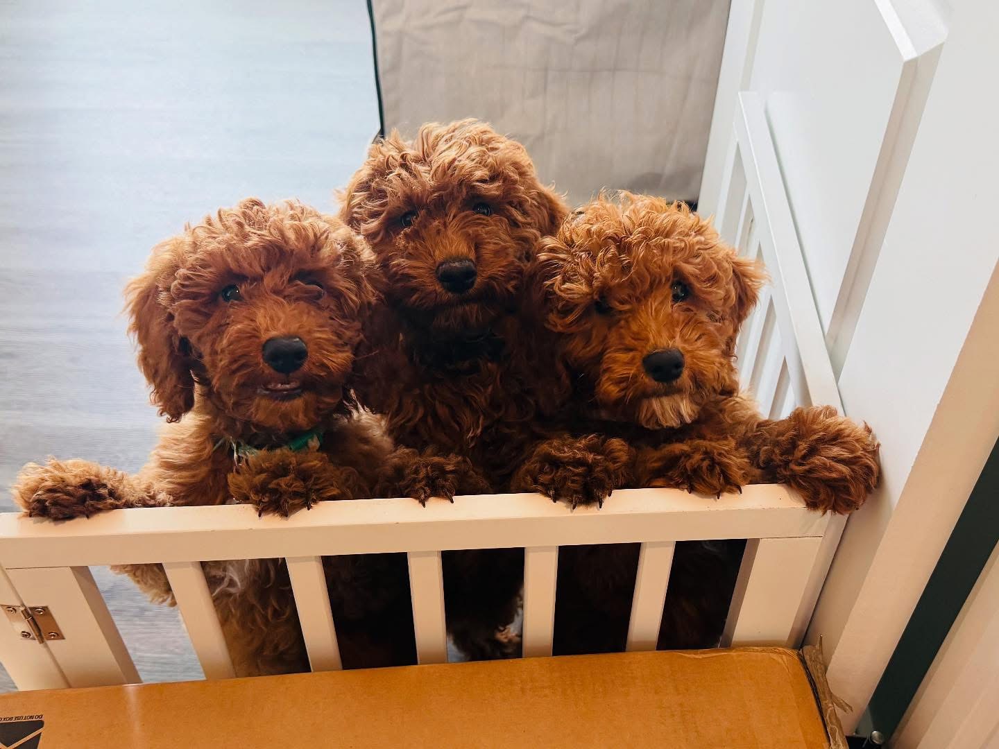 Three fluffy red goldendoodle puppies peeking over a white gate